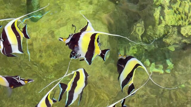 The colorful tiny sea fish are swimming in the fish tank.