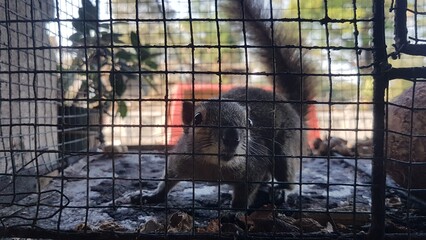 Small squirrel sitting in a rusted wire cage looking directly ahead. Captive animal looking through the grid of a rustic metal enclosure closeup. Cute rodent in a cage. Wild animal behind bars.