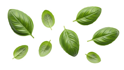 Scattered fresh basil leaves on a white background, showcasing their vibrant green color and natural textures,ideal for culinary design projects or
