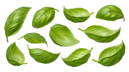 Realistic depiction of vibrant green basil leaves, perfect for culinary themed designs and artistic vegetable herb compositions that evoke freshness