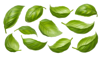 Realistic depiction of vibrant green basil leaves, perfect for culinary themed designs and artistic vegetable herb compositions that evoke freshness