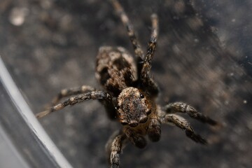 Macro of Jumping Spider Close up Headshot