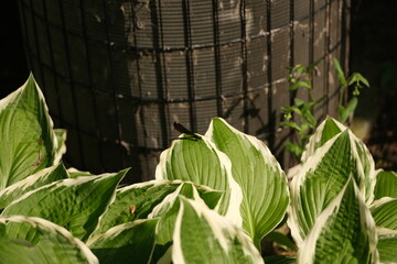 Dragonfly macro close up headshot