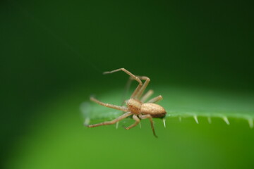 Macro of Spider hunting on a leaf