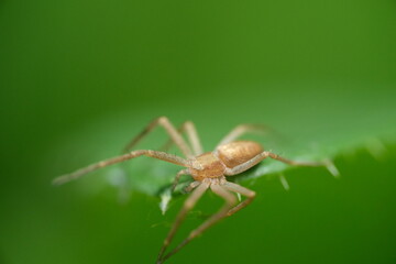 Macro of Spider hunting on a leaf