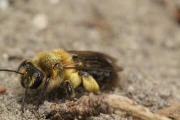 Honey Bee Macro Close up Headshot