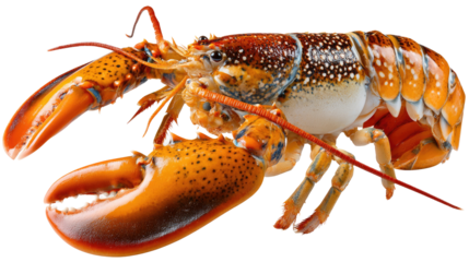 Lobster's Gourmet Presentation: An exquisite whole lobster, showcasing its vibrant orange shell and impressive claws, ready to be a culinary sensation.