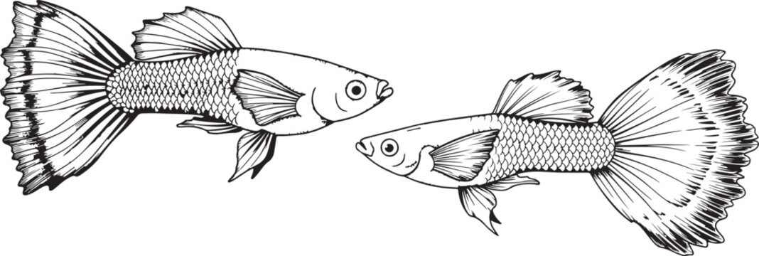 Two guppy fish aquarium fish vector illustration on transparent background