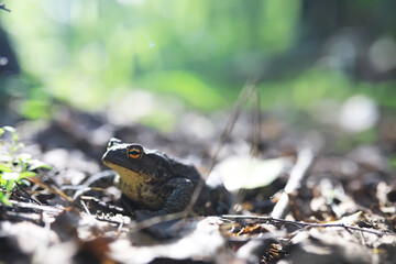Close-Up of a Toad in Natural Forest Habitat with Sunlight and Leafy Ground