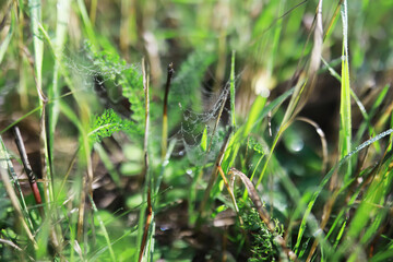 Dew-Covered Spider Web in a Lush Grass Meadow with Morning Sunlight