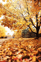 Naklejka premium Lively closeup of falling autumn leaves with vibrant backlight from the setting sun