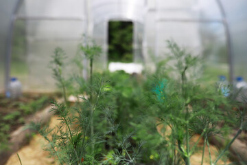 Greenhouse with Lush Green Plants in a Controlled Environment