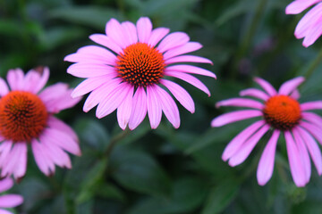 Bright echinacea flowers in full bloom, showcasing vibrant petals, natural textures, and a rich herbal aesthetic. The close-up view highlights their healing symbolism, organic beauty, and vivid colors