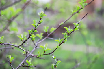 Spring Branches with Fresh Green Leaves in a Lush Garden Setting