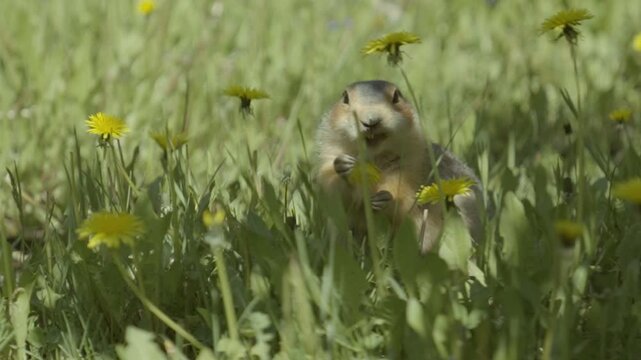 A funny gopher, in a field of dandelions, tears yellow flowers from the plants and eats them.