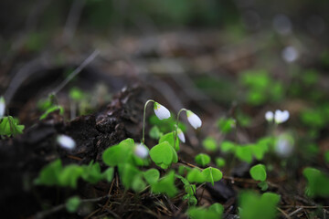 Obraz premium Delicate White Flowers of Wood Sorrel Blooming in a Lush Forest Underbrush