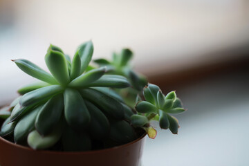 Close-up of Succulent Plant with Blurred Background - Minimalist Nature Photography for Home Decor