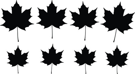 Maple leaf silhouettes, black botanical design, seasonal foliage art, autumn symbol, leaf shape comparison, nature illustration, decorative plant graphic