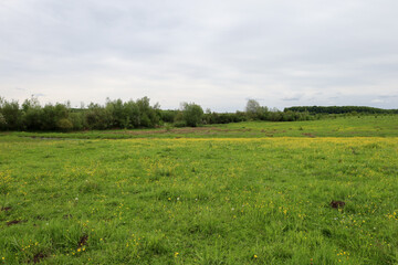 An open meadow is covered in vibrant green grass with numerous yellow flowers, stretching towards a line of bushes and a forest on the horizon.