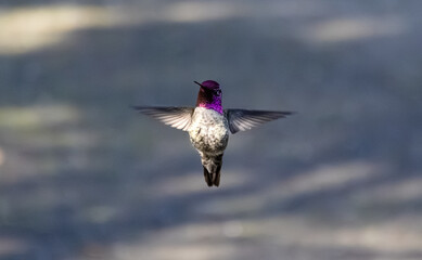 male anna's hummingbird with red neck 