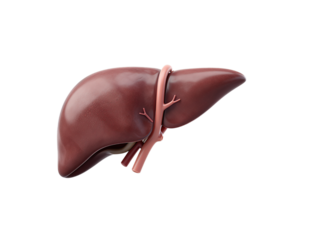 Detailed 3D illustration of a human liver with visible blood vessels