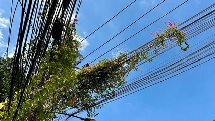 high voltage wires, Urban Nature Tangle: Vibrant Bougainvillea Vines Growing on Overgrown Power Lines against a Blue Sky