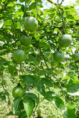 Close up of fresh green unripe passion fruit hanging on the tree with green leaves in the garden at Thailand.