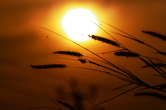 sunset in the field