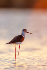 Black-winged stilt (Himantopus himantopus) standing in shallow water at sunset, glowing warm and serene atmosphere.