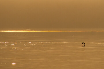 黄金色の雰囲気の黄昏の湖。一羽の水鳥が水面上を低く飛んでいる。