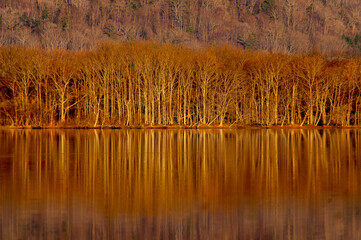 鏡の湖面に反射する葉の無い森の木々。