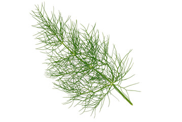 Natural fresh dill branch on white background. Great for food packaging, cooking blogs, healthy lifestyle content, and recipe illustrations. 