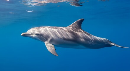A majestic wild dolphin with a scarred fin gracefully glides through deep blue ocean waters, embodying a vibrant ecology concept