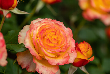 red and yellow roses