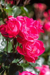 pink roses in the garden