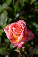 pink rose with water drops in the garden