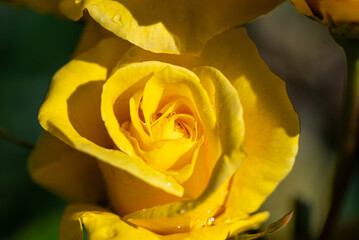 yellow rose in the garden