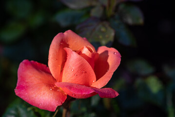 Orange roes in the garden
