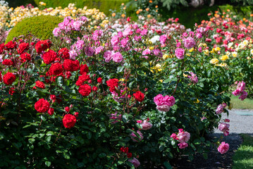 Roses in Christchurch rose garden