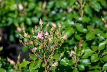 rose buds