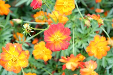 Sulfur cosmos flower in bloom with bright yellow petals.