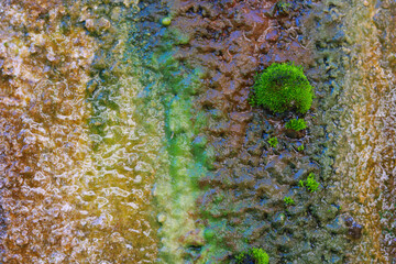 Colorful Moss Texture on Wet Surface