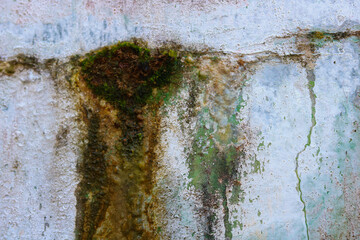 Colorful Moss Texture on Wet Surface