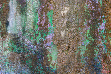 Colorful Moss Texture on Wet Surface