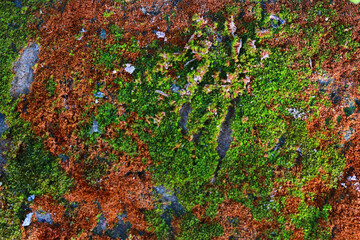 Green moss on stone surface. Abstract background and texture for design