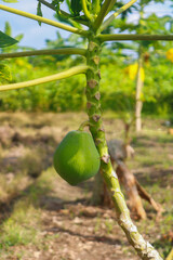 Papaya fruit on a papaya tree in the garden, stock photo
