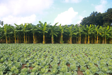 Cabbage field in the countryside with banana tree in the background