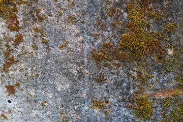 Colorful Moss Texture on dry Surface