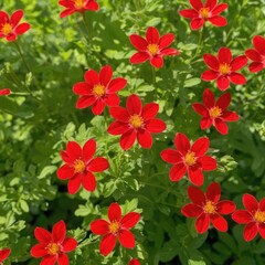 Bright red flowers bloom vibrantly in a sunlit garden, showcasing their delicate petals against a soft green background. 9