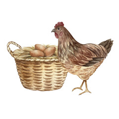 A nest in a wicker basket with chicken eggs and a mother hen nearby. Hand-drawn watercolor illustration. Poultry farming concept. Design element for banners, labels, packaging, and more.
